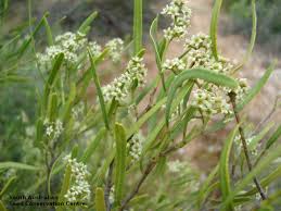 Image result for Striga linearifolia