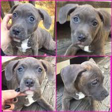 The american pit bull terrier. Ukc Blue Nose Pitbull Puppies For Sale In Bushkill Pennsylvania Classified Americanlisted Com