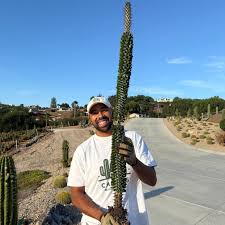 Image result for Alluaudia procera