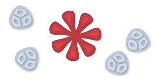The novavax vaccine works by teaching the immune system to make antibodies to the spike protein. How The Novavax Covid 19 Vaccine Works The New York Times