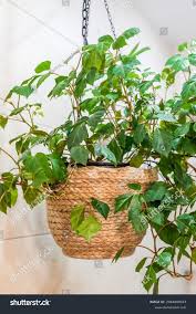 Image result for Rhoicissus