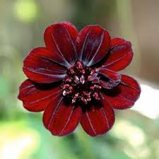 When you plant these fastest flowering strains in your growing area, they will first grow out to be compact plants, and after developing up to maturity, you will get a handsome payout of the high of these fastest flowering strains of blueberry seeds is very potent and will help you with sleep as well. 100 Pcs Chocolate Cosmos Seeds Bonsai Ornamental Flower Seeds Fast Growing Flowers For Home Garden Buy Online In Angola At Angola Desertcart Com Productid 176264855