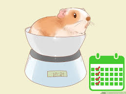 how to care for guinea pigs with pictures wikihow