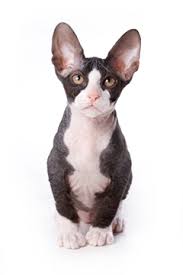 Sphynx Pet Health Insurance Tips