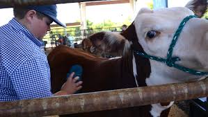 First weekend at the 2017 Williamson County Fair