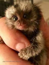 Pin On Finger Monkeys