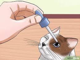 Nerves within the eyes control when they come out ('protrude') and retract back. How To Treat Third Eyelid Protrusion In Cats 8 Steps