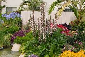 Image result for Acanthus