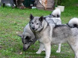Norwegian Elkhound - Kamia Kennels Elkhound News