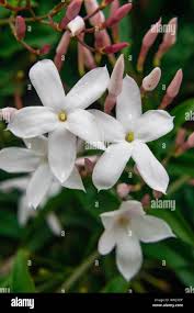Image result for Jasminum officinale