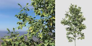I felled the trees and the specific links on this site are affiliate links (i'm given a commission for any resulting sales) and help. Shagbark Hickory Sapling Speedtree