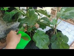 Nah, pada artikel ini akan diuraikan beragam kiat dan cara agar bunga mawar yang kita tanam di pekarangan atau pun di dalam pot bisa berbunga dengan baik. Cara Merangsang Pohon Terong Agar Berbuah Lebat Part3 Youtube Ide Berkebun Tanaman Menanam Sayuran