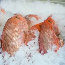 Red Fish Steak