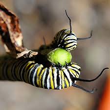 Yellow Black And White Striped Monarch Caterpillar Is Decimating Milkweed Bush On Its Way To Becoming A Butterfly Milkweed Monarch Caterpillar Caterpillar