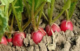 Resultado de imagen de rabanos