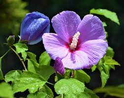 We did not find results for: Hibiscus Blue Flowering Plant Nestreeo Com