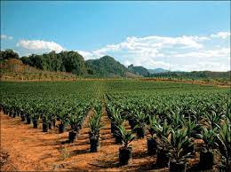 Puspharajah and p.s chew, eds) the incorporated society of planters wisma isp. Oil Palm Nursery Photo T Durand Gasselin Download Scientific Diagram