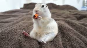 Many components of carrot are helpful for pets such as vitamin a, vitamin k. Hedgehog Eating Carrot Gifs Tenor