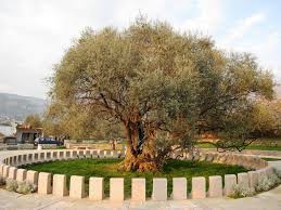 Bar Stara Maslina Montenegro Plants Tree