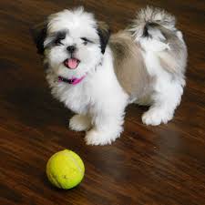 Daisy shihtzu