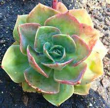 Echeveria Cassyz Winter