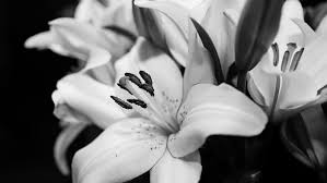 Read the reviews and learn about pricing and availability on caring.com. Obituaries July 2018 Stanford Magazine
