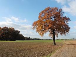 Tour 846 Viersen Auf Der Blauen Route Durch Die Bockerter Heide Heide Naturschutzgebiet Wanderwege