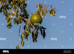 Image result for Strychnos innocua