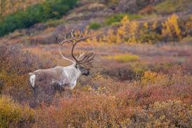 Game bags moose & bear: What To Know About Caribou Hunting Greatland Laser