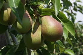 Pin Op Arbres Fruitiers Fruit Trees