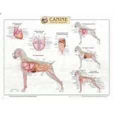 canine internal organs laminated chart poster