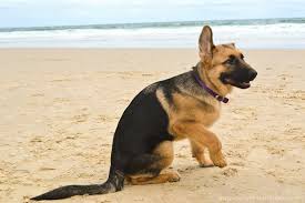 Often times a puppy has two ears and suddenly they come back when the puppy starts teething. When Do Puppies Ears Stand Up Spockthedog Com