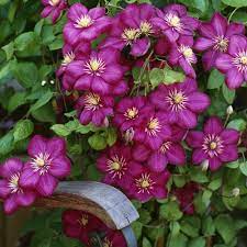 We did not find results for: Clematis Ville De Lyon Online Kaufen Clematisonline De