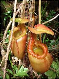 This Spectacular Plant Is Native Only To The Tropical Rainforests Of Sumatra Carnivorous Plants Rare Plants Rainforest Plants