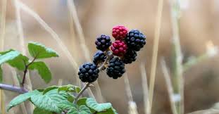 Image result for Rubus