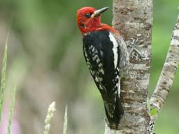 See full list on thespruce.com Onh Red Breasted Sapsucker