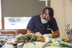 Low cost canine dental care near me. Pet Dental Care Advanced Dentistry Germanvet Ae