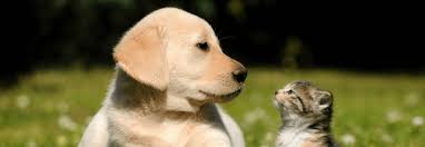 Dudley's original name was dudley dog. Yuppy Puppy Kitty City Alyssa Voigt Home Facebook