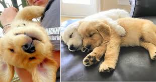 Gradually, the public began to demand more chocolate retriever puppies, and gradually breeders began to produce them. 75 Golden Retriever Puppies Proving There S Still Good In This World