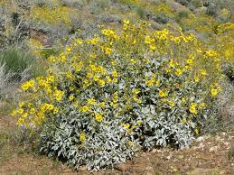 You must be logged in to post a comment. 6 Flowering Landscape Plants For Arizona Winter