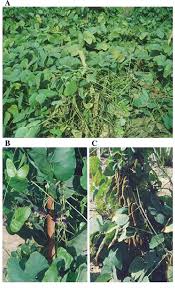 Image result for Mucuna pruriens