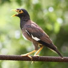 Black Bird With Large Yellow Beak Common Myna Acridotheres Tristis A Medium Sized Chocolate Brown Bird With A Yellow Beak Eye Patch Feet And Legs The Head Throat Bird Species Brown Bird