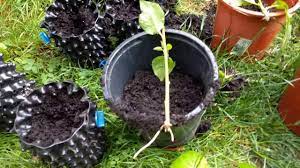 See full list on hunker.com How To Make Plum And Peach Trees From Cuttings Youtube