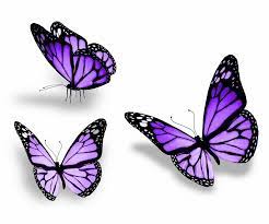 Purple Butterflies Blue Butterfly Purple Butterfly Tattoo 3d Butterfly Tattoo
