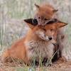 You can easily build a fence with steel, narrow mesh to prevent foxes from entering your garden. 1
