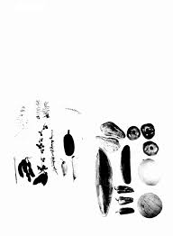 Image result for Sherbournia bignoniiflora