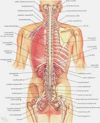 Low back pain chart 20x26. Lower Back Muscle Anatomy Diagram Human Anatomy