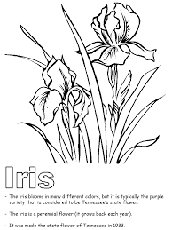 Tennessee State Flower Iris Coloring Page Flower Coloring Pages Iris Drawing Flower Drawing