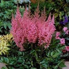 Full Shade Perennials For Sale Nature Hills Nursery Shade Plants Shade Perennials Astilbe