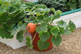 Maybe you would like to learn more about one of these? Growing Pumpkins In Containers How To Grow Pumpkins In Pots Balcony Garden Web